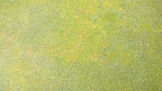 bentgrass more refined. However, the less refining that occurs the more the bentgrass spreads!