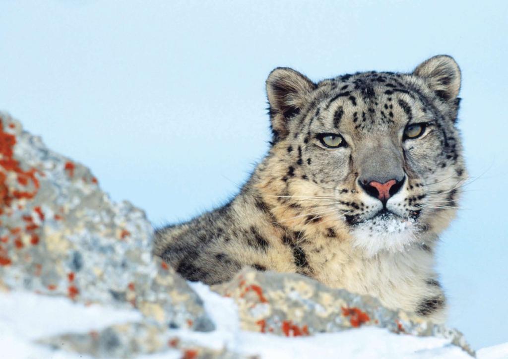 KLEIN & HUBERT / WWF UK 2012 I have come so far and in the not-seeing I am content That the snow leopard is,