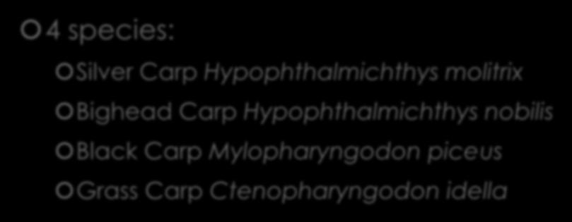 Introducing: The Asian Carps 4 species: Silver Carp Hypophthalmichthys molitrix Bighead Carp