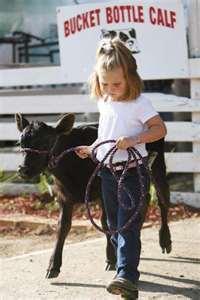Classes: Bucket/Bottle Calf calf must be born between March 15th & May 15th of current year.