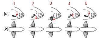 3 [A] [B] Figure 3 [A] Pectoral fins base orientations [B] Pectoral fins surface orientation when [a]hovering [b]turning [c]braking [7] Fins rays length is also determine the shape of pectoral fin.