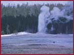 acres in Yellowstone National Park 1995 Wolves are