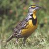 State Symbols State Bird Western meadowlark This popular songbird is the state bird of six states.