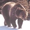 State Animal Grizzly bear Adult grizzlies may grow to be 8 feet (2 m) in length and can weigh as much as 1,000 pounds (453 kg).