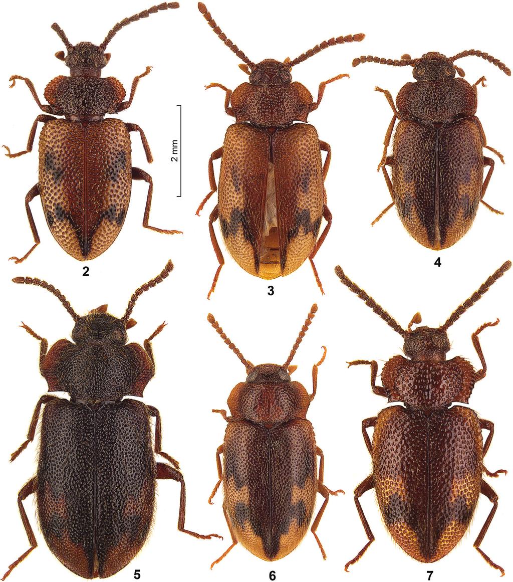 Two new species and new records of the genus Spinolyprops Pic, 1917... 87 Figures 2 7. Dorsal view of Spinolyprops species from the Oriental Region. 2 S. cribricollis sp. n., paratype Thailand CRGT 3 S.