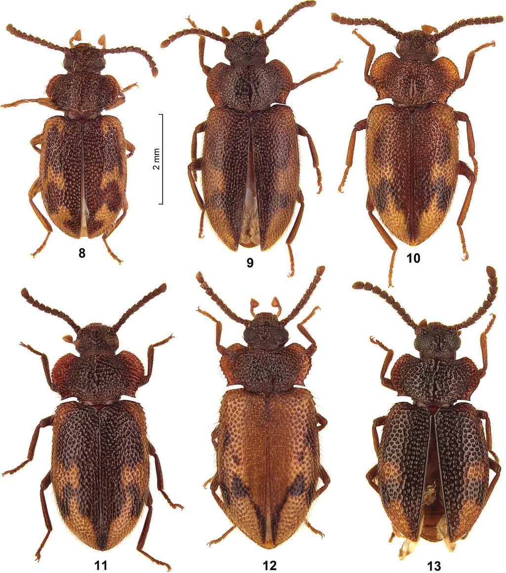 Two new species and new records of the genus Spinolyprops Pic, 1917... 91 Figure 8 13. 8 S. maculatus, non-type Sri Lanka SMNS 9 S. pakistanicus, paratype Pakistan SMNS 10 S. thailandicus sp. n., holotype Thailand SMNS 11 S.