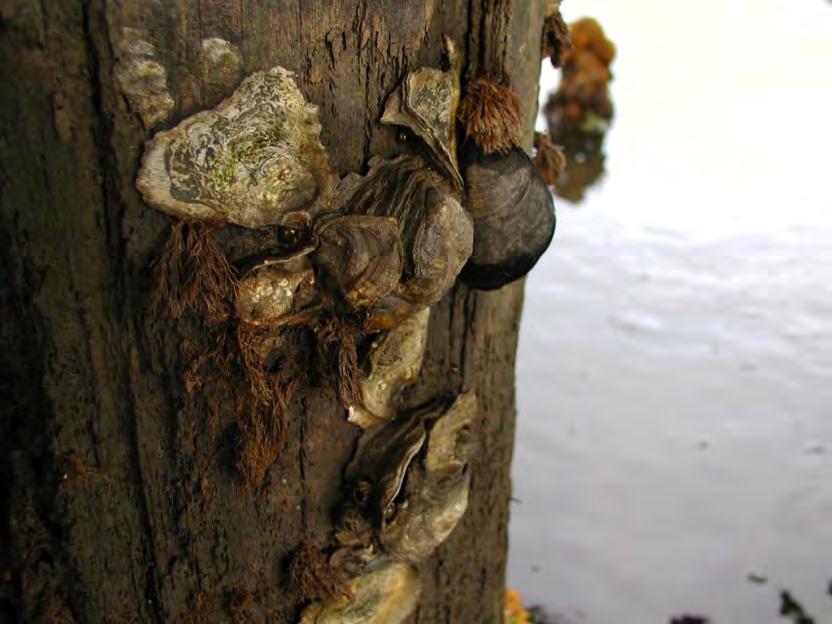 Oysters increase estuarine biodiversity