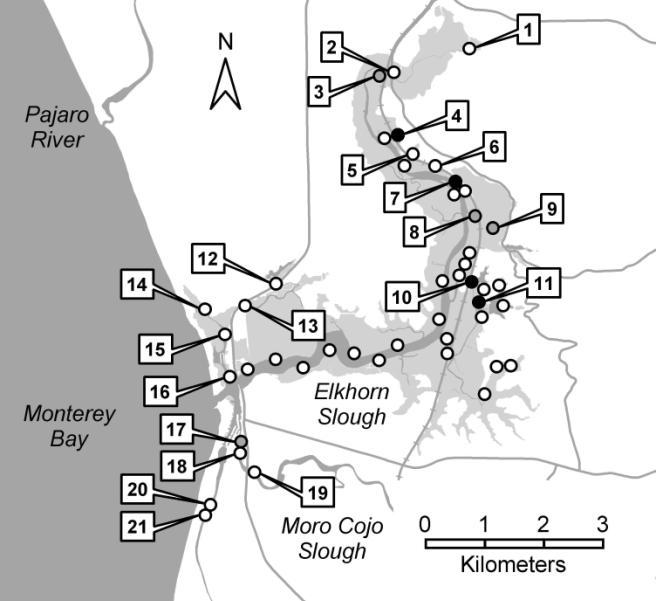 At Elkhorn Slough, abundant oysters (sites with black dots) only occur in