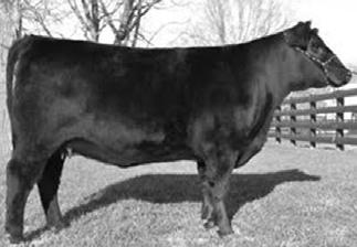 AI on /21/1 to KCF Bennett Fortress CDL PENELOPE 316 - LOT 26 PR-CAPITALIST MAYFLOWER D2 24 Bred Heifer 03/0/2016 D2 16610 Owned by: Logan Goggin - Stanford, KY #S A V FINAL ANSWER 0035 #SITZ