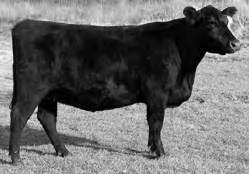 CKAA BD COWS: LOTS 4 THRU 5 KB-RITA OF 2002B-B26 - LOT 52 54 WOF ONWARD OLIVIA 502 10[DDF] Cow 04/1/2012 10 1252 Owned by: Paul Winderl - Danville, KY #CONNEALY ONWARD #CONNEALY LEAD ON ALTUNE OF