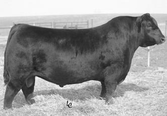 CKAA 54TH ANNUAL WINTER SALE 6 H G F JOURNEY 6210 Bull 0/2/2016 6210 210 Owned by: Hickory Grove Farm - Springfield, MO B/R FUTU DICTION 426 #C A FUTU DICTION 5321 B/R RUBY 4 WR JOURNEY-1X4 +1624332