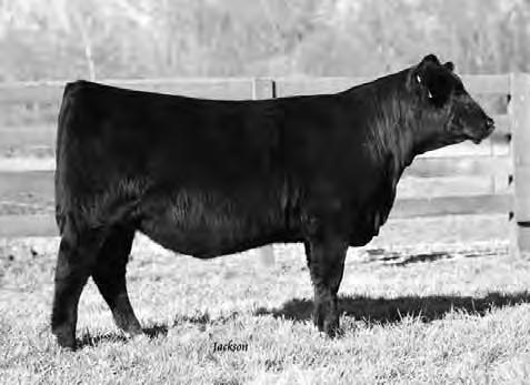 While having the potential to succeed in the showring, she also has the tools to make a great cow and donor prospect.
