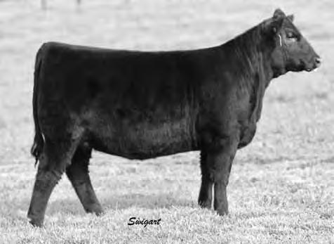 Blended with Sitz Upward 30R back to the Henrietta Pride family makes this one of the most unique Angus pedigrees available. EPDs enhanced by i50k.