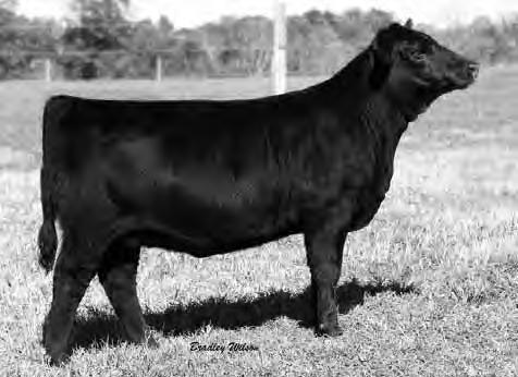 PRIMROSE 2251 EXAR UPSHOT 0562B +EXAR PRIMROSE 4615 13-1.2 50 13 2.1.52.040 5.01 4.6 44.16 124.3 An outstanding Journey, calving ease, show heifer/brood cow prospect. Top 15% Milk EPD of +2, and.
