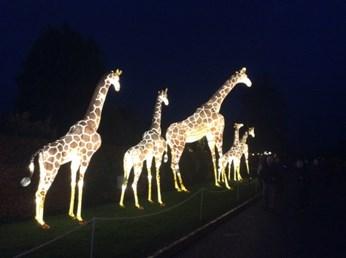 This year it is the Safari Park s 50th anniversary of when the lions arrived at