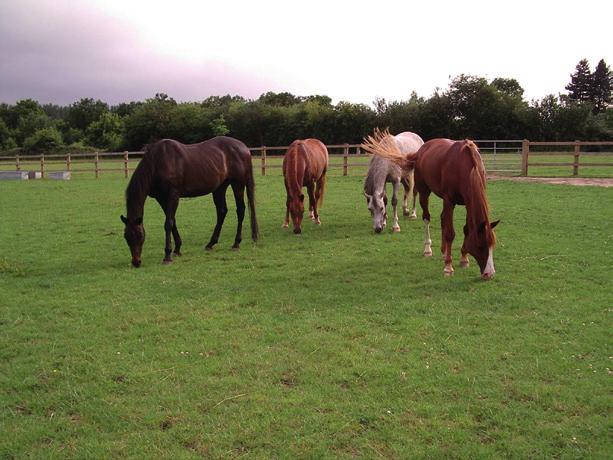 Feeding and Watering Precautionary measure Why it helps The horse s diet should be predominantly composed of forage (for example, hay, haylage, grass).