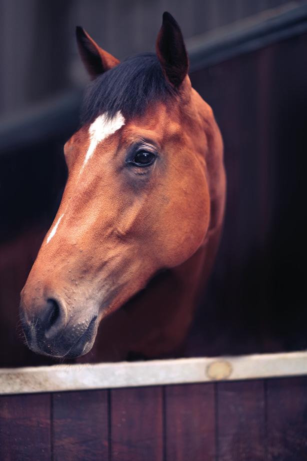 Medical History Some horses are more prone to colic and may have recurrent episodes of colic 3.