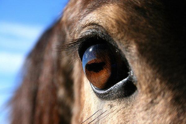 The eyes have it We all love the soulful eye of the horse!