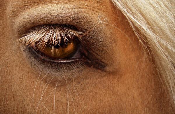 Ophthalmic issues can be devastating to our horses