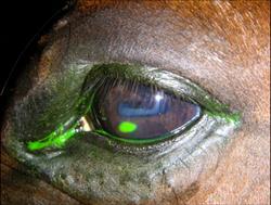Corneal ulcers The outermost layer of the eye is a mere 1.
