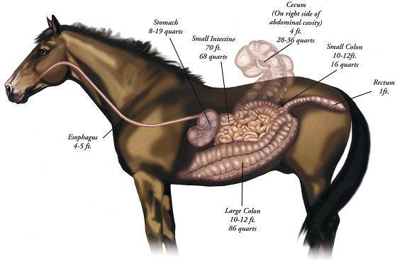 Gastrointestinal issues The equine gastrointestinal tract is both a beautiful and delicate design The are built for consuming and