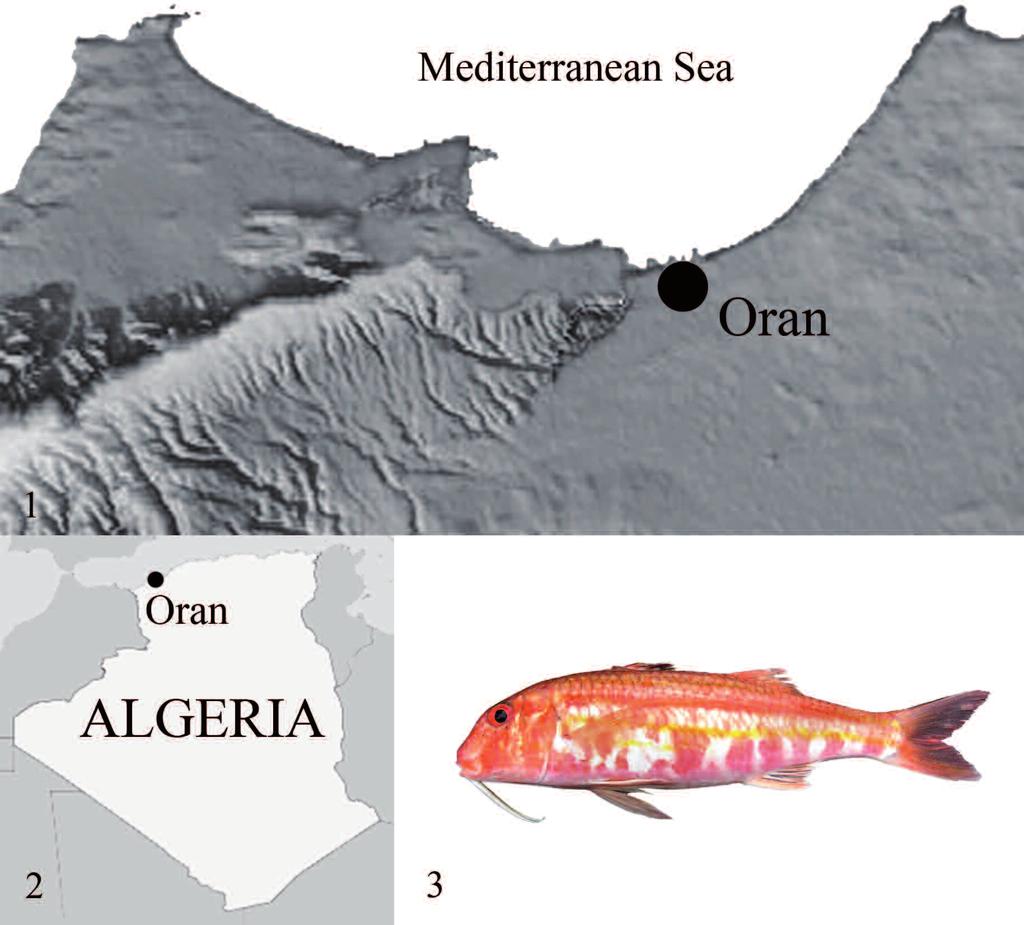174 M.M. HASSANi, S. A. Kerfouf & N.A. BrAHiM TAzi Figures 1, 2. Sampling site: Madagh bay, Oran, Algeria. Figure 3. Mullus surmuletus (Linnaeus, 1758).