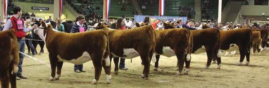 ; and Paul Bennett, Red House, Va. Hoffman Herefords, Thedford, Neb., reigned victorious in the Hereford carload show.