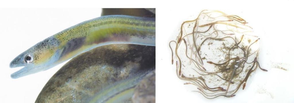 Figure 6: (Left) A glass eel; and (Right) Mixture of glass eels and elvers.