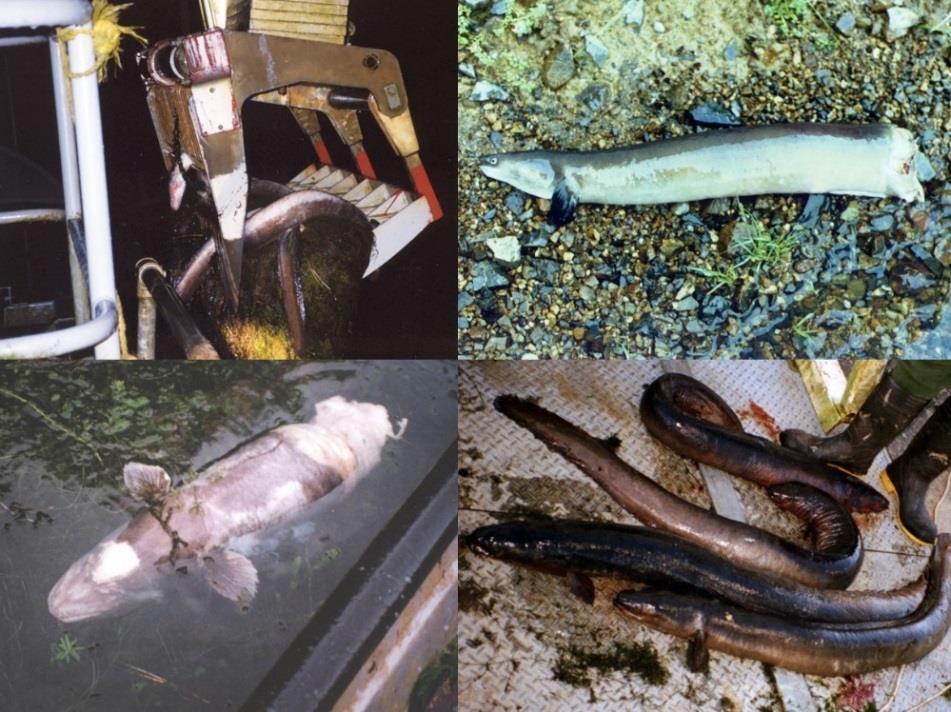 Once eels reach sexual maturity they begin their downstream migration.