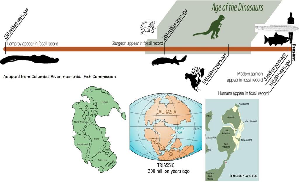 Figure 26: Visualisation of the evolutionary history of lamprey,