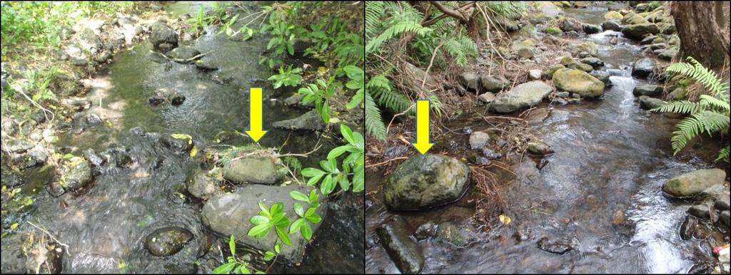 Figure 28: Kinloch Stream, Banks Peninsula: Examples of the type of headwater stream habitat spawning lamprey seem to prefer.