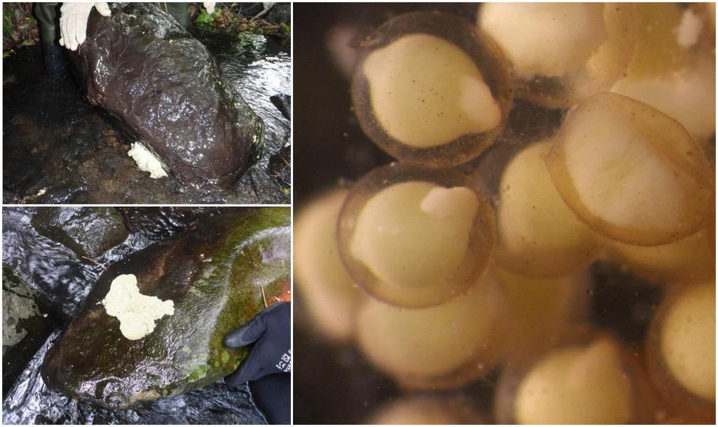 This is the first time lamprey spawning nests have been located in the Southern Hemisphere (Photos: Cindy Baker).