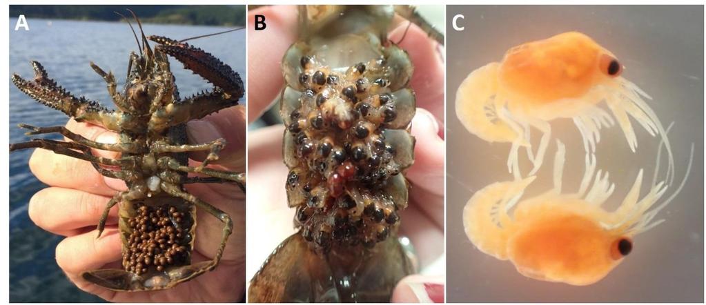 Figure 37: (A) A female kōura carrying eggs; (B) Juvenile kōura starting to hatch; and (C) One-day old kōura. (Photos: [A] Steph Parkyn, and [B & C] Karen Thompson).