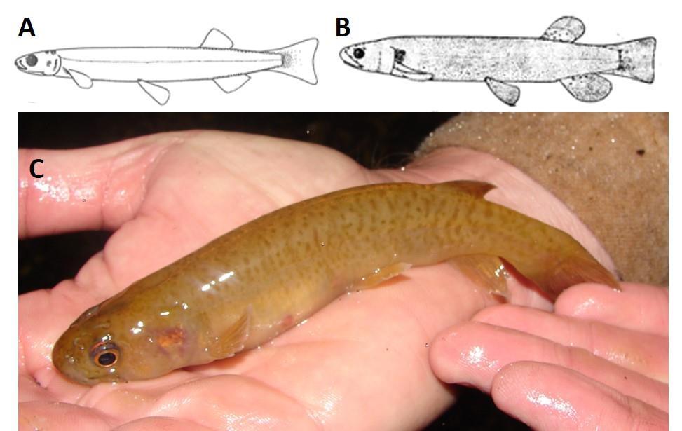 Figure 45: (A) Juvenile kōaro; (B) Adult kōaro; and (C) Adult kōaro caught from Te Hirau Stream, Lake Tarawera.