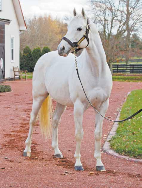 DRF.COM/BREEDING DAILY RACING FORM Saturday, January 21, 2017 PAGE 3 TAPIT CONTINUES TO RAISE THE BAR AMONG SIRES By Nicole Russo Tapit continues to set the bar higher for himself as he reigns atop
