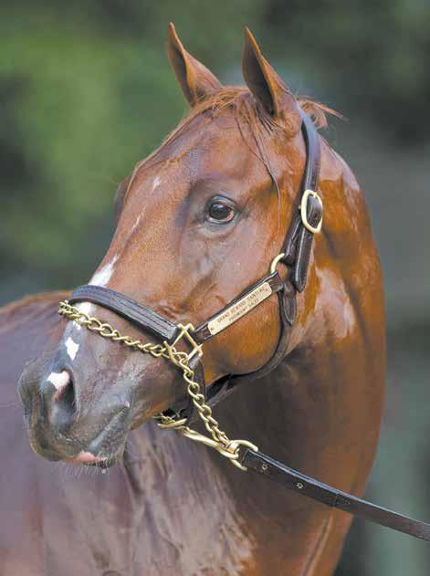 DRF.COM/BREEDING DAILY RACING FORM Saturday, January 21, 2017 PAGE 33 KANTHAROS TOPS SIRES CALLED UP TO BIG LEAGUES By Joe Nevills The string of announcements from Kentucky farms ushering stallions