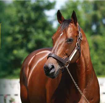 CLASSIC WINNER IN HIS FIRST CROP DREFONG G1 Twinspires Breeders Cup & G1