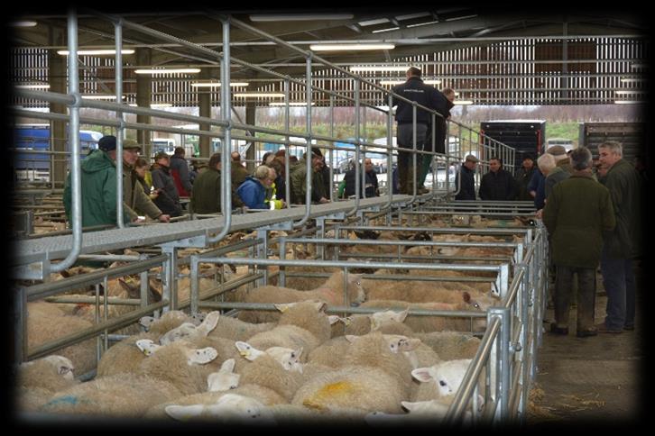 6 Light Ewes 102 88 Heavy Ewes 143 122 Rams 145 129 The trade is getting stronger week by week with the well fleshed hoggs much in demand, several pens over 275p/kg and to a top of 287p/kg for two