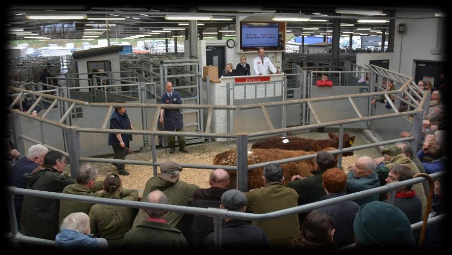 478 STORE CATTLE 11 am Auctioneer: David Kivell 07899 960272 The biggest entry of store cattle this spring saw a ring full of buyers which met a much improved trade on the last two weeks as the hope