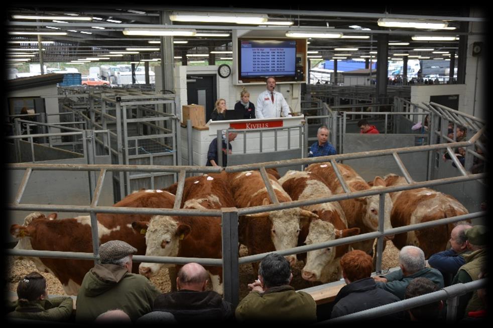Trade for strong cattle had nearly returned to previous weeks and a wonderful run of 24 Simmental steers and heifers 23 25 months old from Cornborough Farms, Abbotshaw saw a top call of the day at