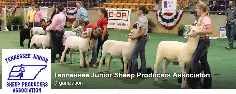 TENNESSEE 4-H SHEEP CONFERENCE IN COOKEVILLE, TN continued.