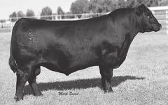 Reference Sires EF Commando 1366 [ D2F-DDF-M1F-OSF ] A Birth Date: 8-25-2011 Bull *17082311 Tattoo: 1366 #CA Future Direction 5321 #Basin Franchise P142 Basin Chloe 812L EF Complement 8088 #BR