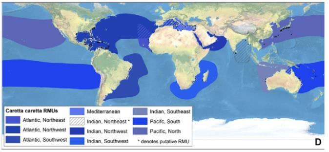 1 2 3 4 5 Figure 16. Sea turtle Regional Management Units according to Wallace et al. (2011).