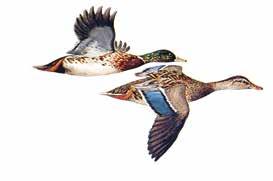 ILLUSTRATED DUCKS AND GEESE OF