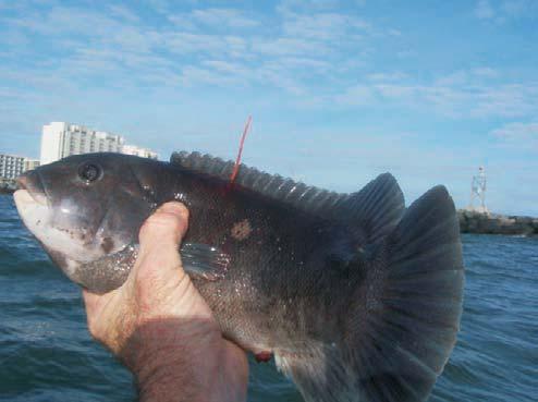 15 inch tautog tagged Rudee Inlet rock jetties 1
