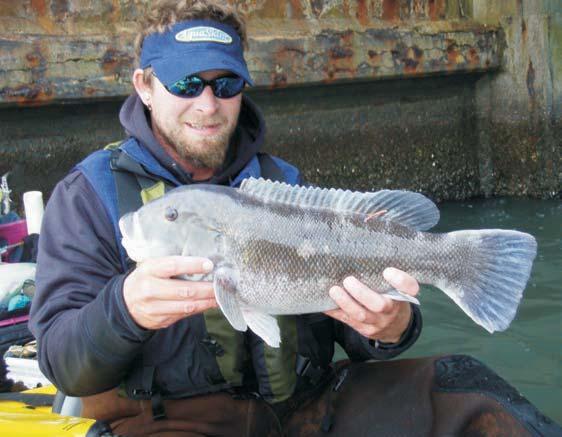 23-24 inch release citation tautog tagged at