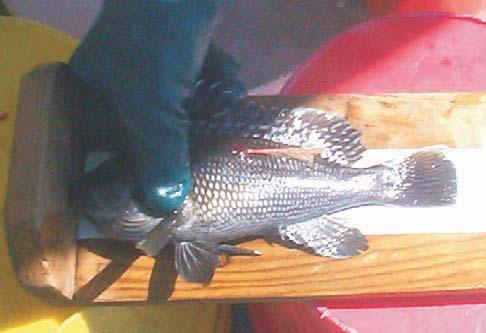 Larger spadefish tagged at the Chesapeake Bay Bridge Tunnel ( Kayak