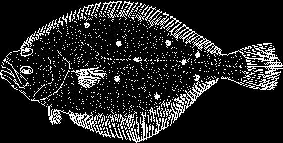 Spadefish Black Sea Bass