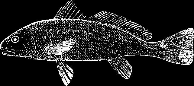Triggerfish Black Drum