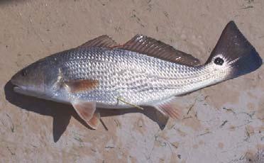 VA Tagged Fish Alert Please Report Tagged Fish 1-757-491-5160 Virginia Game Fish Tagging Program Virginia Beach, VA Please check Speckled Trout and Red Drum for tags.